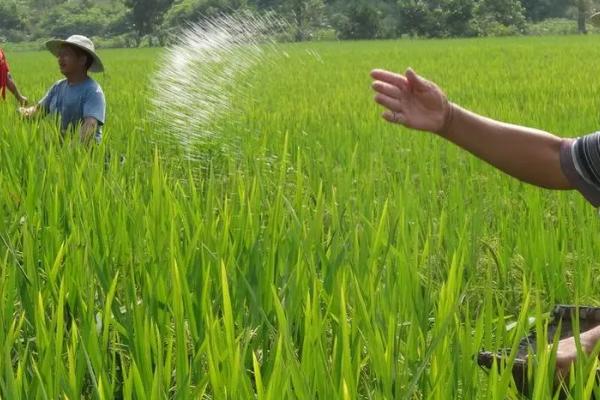 氨基酸肥料有什么优点,可促进光合作用、改善作物品质