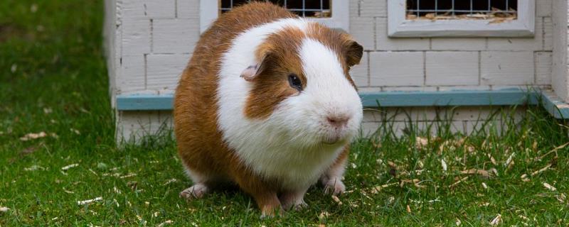 荷兰猪5-6天没喝水会不会死亡