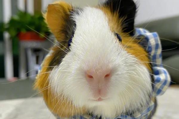 荷兰猪5-6天没喝水会不会死亡,容易导致它们缺水而死