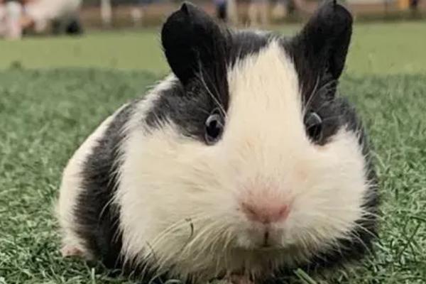 荷兰猪5-6天没喝水会不会死亡,容易导致它们缺水而死