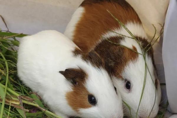 荷兰猪5-6天没喝水会不会死亡,容易导致它们缺水而死