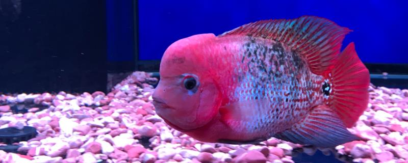 罗汉鱼是冷水鱼还是热带鱼