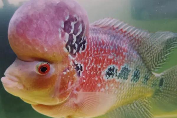 罗汉鱼是冷水鱼还是热带鱼,是热带中型鱼