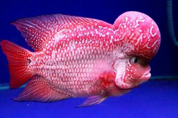 罗汉鱼是冷水鱼还是热带鱼,是热带中型鱼