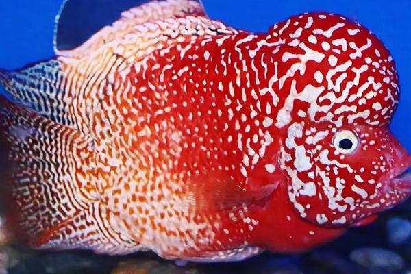 罗汉鱼是冷水鱼还是热带鱼,是热带中型鱼