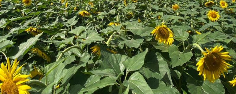 怎么给向日葵施肥