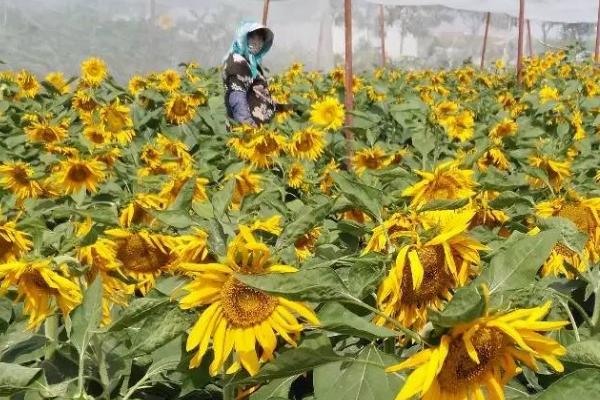 怎么给向日葵施肥,可开沟穴施或条施