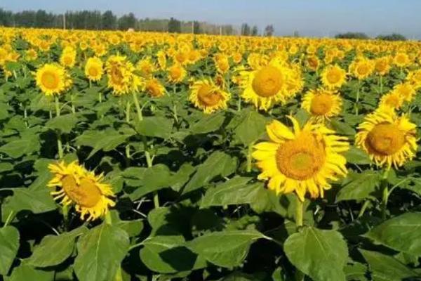 怎么给向日葵施肥,可开沟穴施或条施