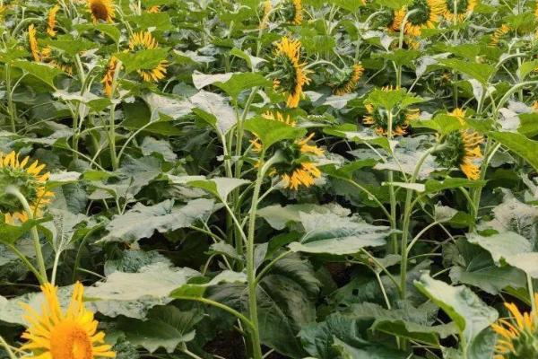 怎么给向日葵施肥,可开沟穴施或条施