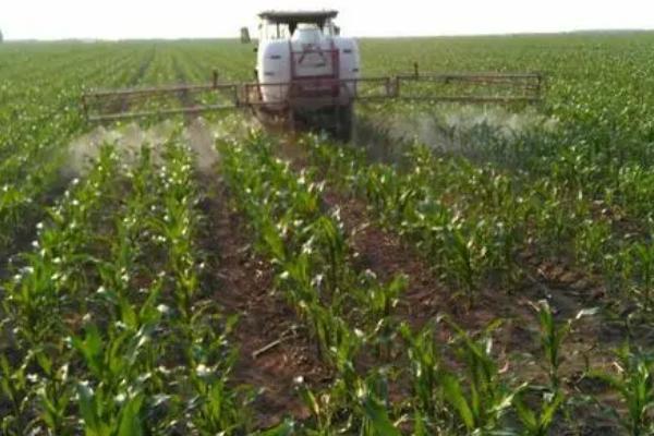 玉米对肥料的反应,缺氮时叶片卷缩、基部逐渐失绿干枯