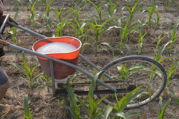 玉米对肥料的反应,缺氮时叶片卷缩、基部逐渐失绿干枯