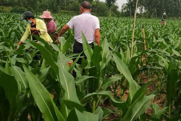 玉米对肥料的反应,缺氮时叶片卷缩、基部逐渐失绿干枯