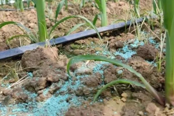 玉米对肥料的反应,缺氮时叶片卷缩、基部逐渐失绿干枯