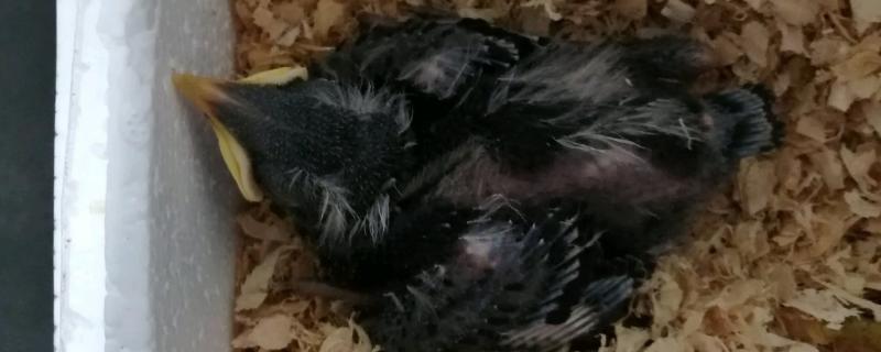 幼年八哥夜间几点禁食