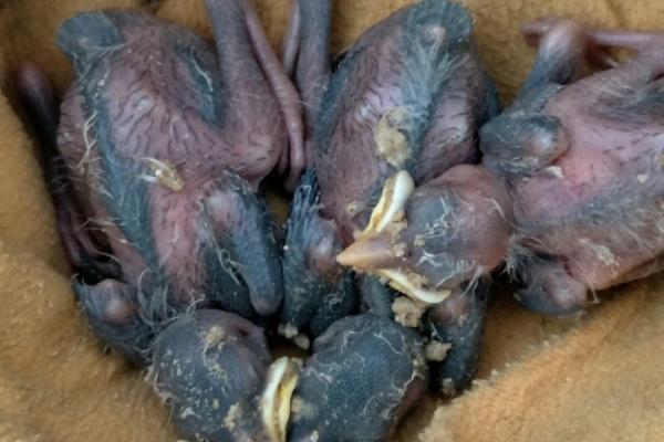 幼年八哥夜间几点禁食,晚上9点左右就要禁食