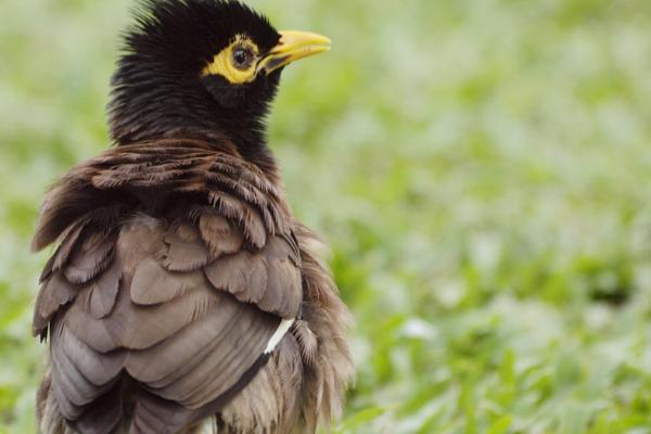 幼年八哥夜间几点禁食,晚上9点左右就要禁食