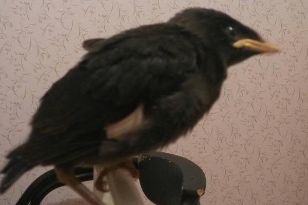 幼年八哥夜间几点禁食,晚上9点左右就要禁食