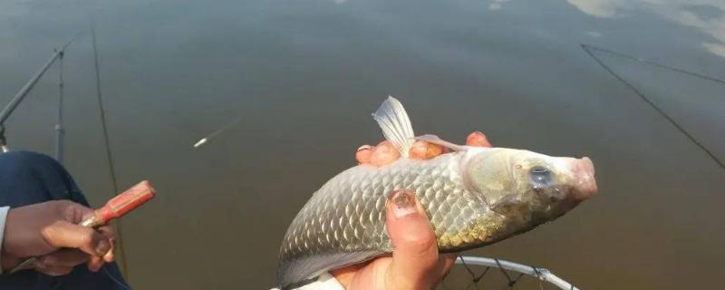 寒冷天气如何野钓鲫鱼