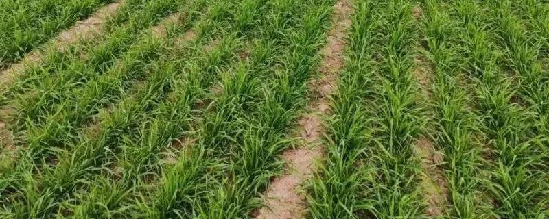 开春后如何对冬小麦施肥