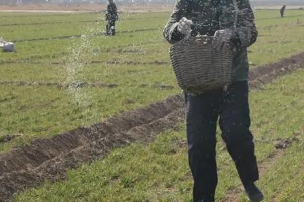 开春后如何对冬小麦施肥,可亩施尿素10-15公斤