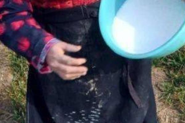 开春后如何对冬小麦施肥,可亩施尿素10-15公斤