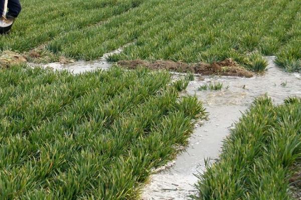 开春后如何对冬小麦施肥,可亩施尿素10-15公斤