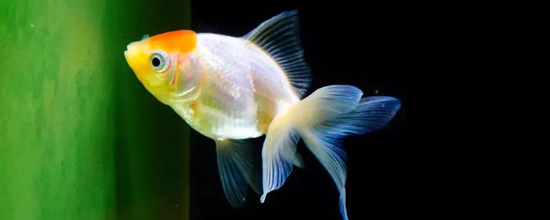 金鱼能不能喂米饭
