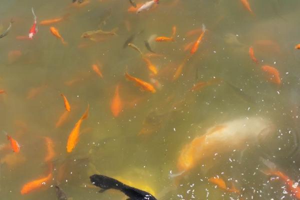 金鱼能不能喂米饭,可以饲喂但要注意捞出残渣