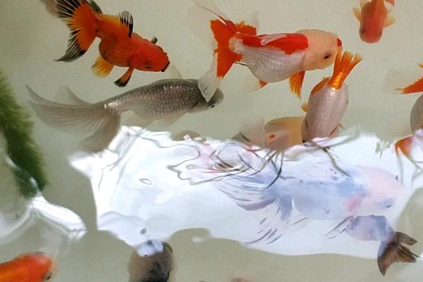 金鱼能不能喂米饭,可以饲喂但要注意捞出残渣