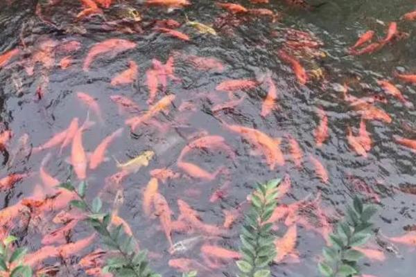 金鱼能不能喂米饭,可以饲喂但要注意捞出残渣