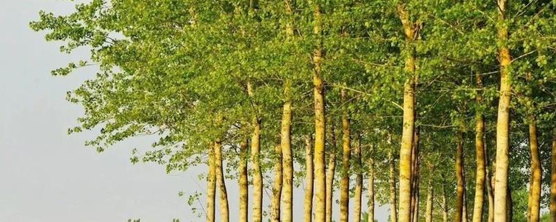 杨树出现药害怎么补救