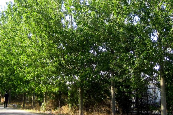 杨树出现药害怎么补救,可及时灌溉、喷洒植株生长调节剂