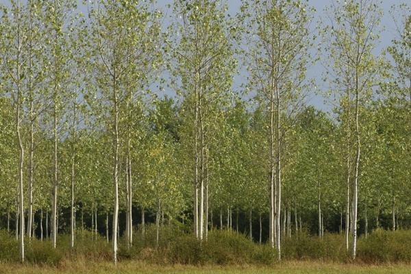 杨树出现药害怎么补救,可及时灌溉、喷洒植株生长调节剂