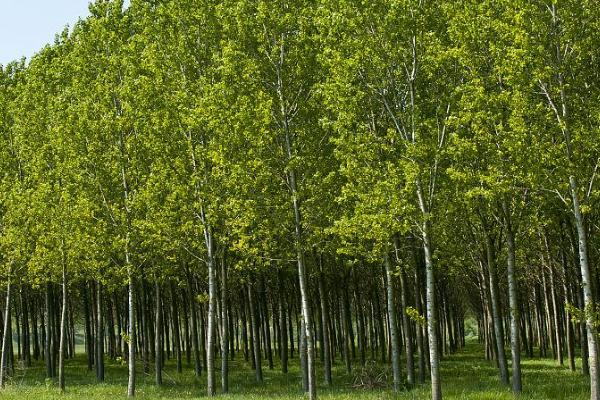杨树出现药害怎么补救,可及时灌溉、喷洒植株生长调节剂