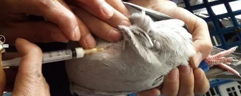 鸽子一年要打多少次疫苗