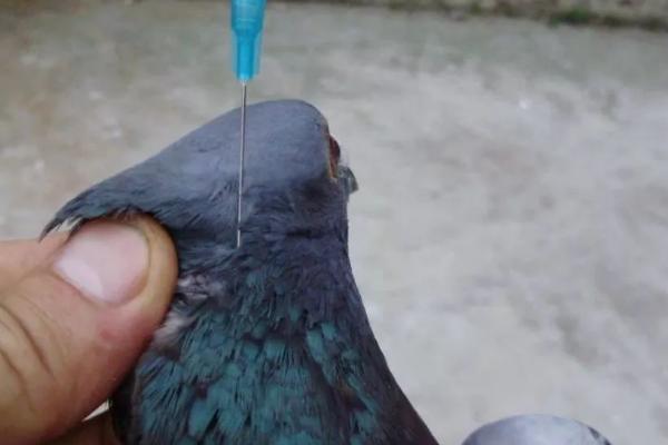 鸽子一年要打多少次疫苗,一年通常只需免疫一次