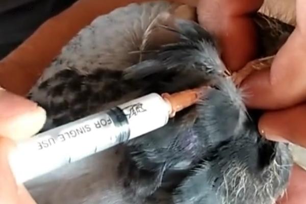 鸽子一年要打多少次疫苗,一年通常只需免疫一次