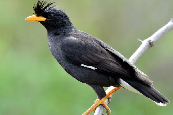 鹩哥何时换毛,出生3-4个月就会开始换羽