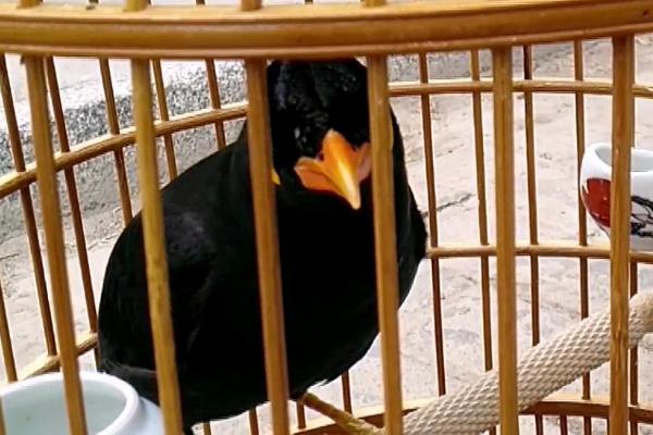 鹩哥何时换毛,出生3-4个月就会开始换羽