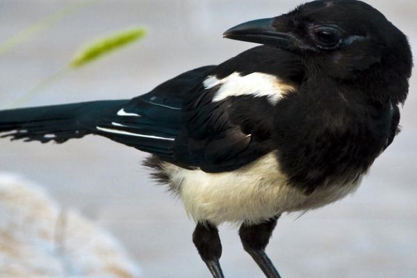 鹩哥何时换毛,出生3-4个月就会开始换羽