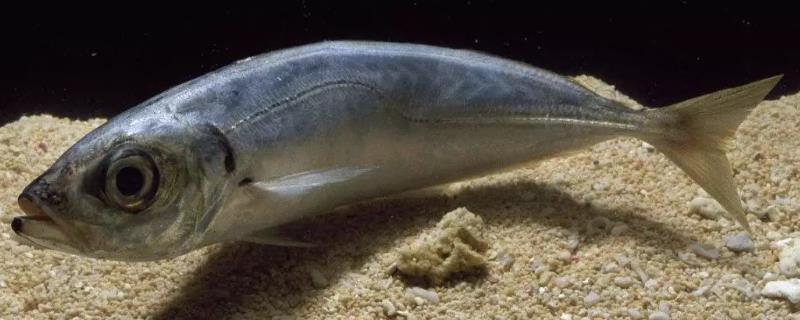 巴浪鱼有没有毒