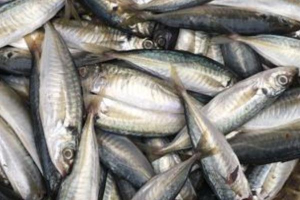 巴浪鱼有没有毒,本身无毒