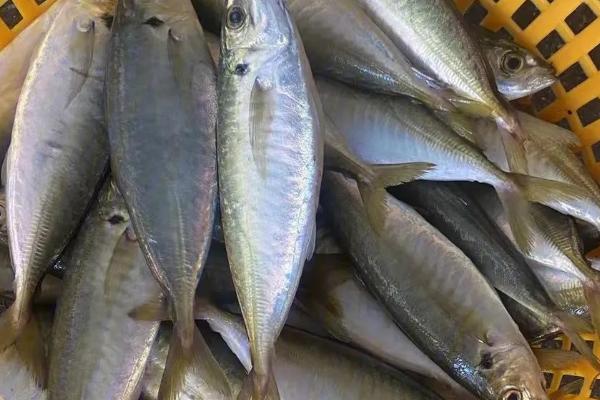 巴浪鱼有没有毒,本身无毒