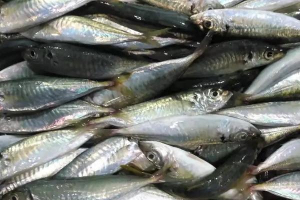 巴浪鱼有没有毒,本身无毒