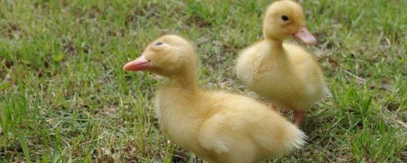幼鸭身上有没有寄生虫
