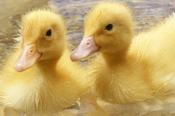 幼鸭身上有没有寄生虫,常见寄生虫有绦虫、吸虫和球虫