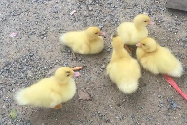 幼鸭身上有没有寄生虫,常见寄生虫有绦虫、吸虫和球虫