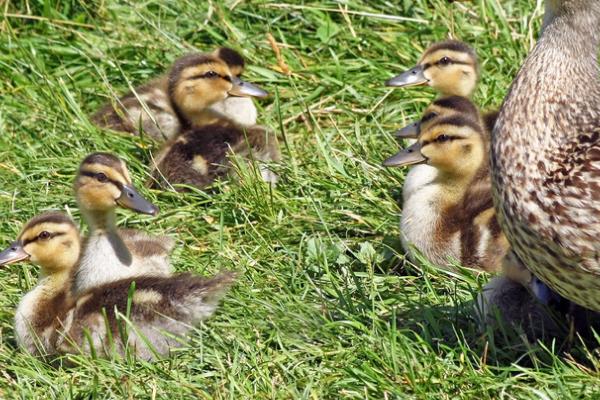 幼鸭身上有没有寄生虫,常见寄生虫有绦虫、吸虫和球虫
