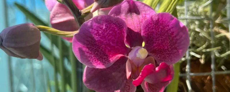 万代兰的形态特征