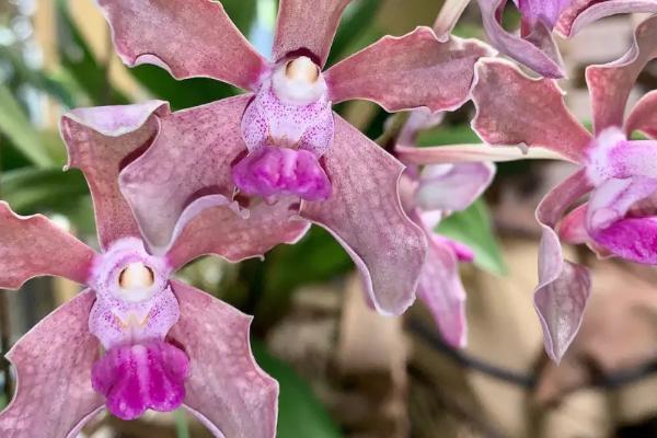 万代兰的形态特征,植株直立向上、唇瓣与花柱相愈合